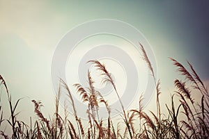 Abstract nature grass field and sky background