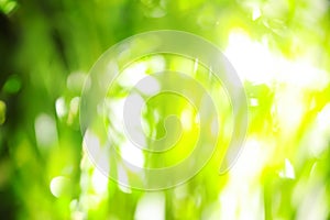 Abstract nature green background with sun rays, bokeh effect