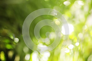 Abstract nature green background with sun rays, bokeh effect