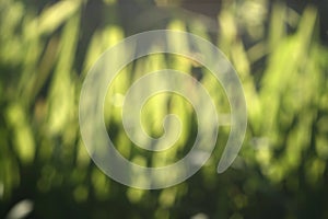 Abstract nature green blur background