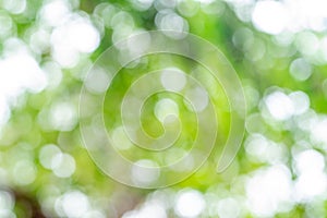 Abstract nature green blur background with bokeh