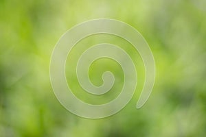 Abstract nature green blur background with bokeh