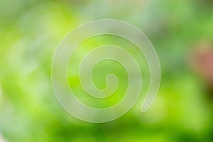 Abstract nature green blur background with bokeh