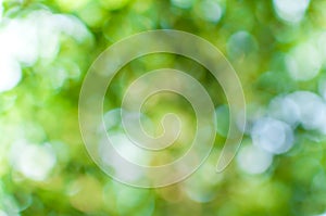 Abstract nature green bokeh from tree background