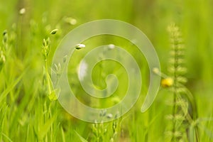 Abstract nature green yellow blurred background. Spring summer meadow grass, little white flowers with bud and plants, bokeh