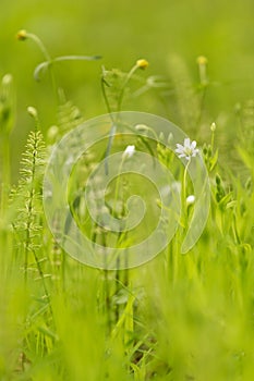 Abstract nature green yellow blurred background. Spring summer meadow grass, little white flowers with bud and plants with bokeh