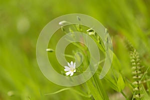 Abstract nature green yellow blurred background. Spring summer meadow grass, little white flowers and plants with beautiful bokeh