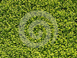 Abstract Nature Hedge Background