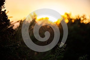 Abstract Nature Photography of Spider Web