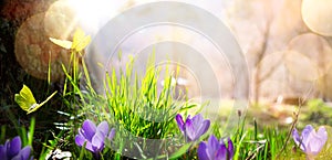 Abstract nature spring Background; spring flower and butterfly