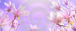 Abstract nature spring background. Flowering magnolia tree