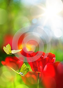 Abstract nature spring background; flowers and fly butterfly