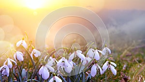 Abstract nature spring Background; Snowdrop spring flower