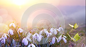 Abstract nature spring Background; Snowdrop spring flower and fly butterfly