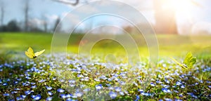 Abstract nature spring Background; spring flower and butterfly