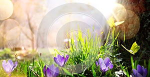 Abstract nature spring Background; spring flower and butterfly