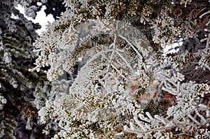 Abstract of Natureâ€™s artistic formation of snow and frost on a tree