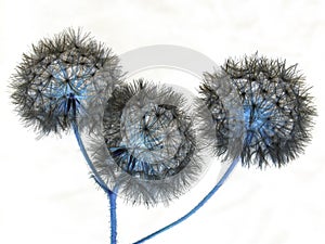 Abstract negative pic:  three dandelion flowers