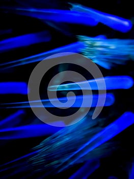 Abstract Neon Blue Spines on Black Background Sea Urchin Close Up