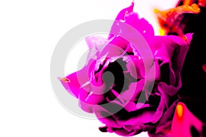 Abstract neon composition with peony tulips in the form of pink spots on a white background.