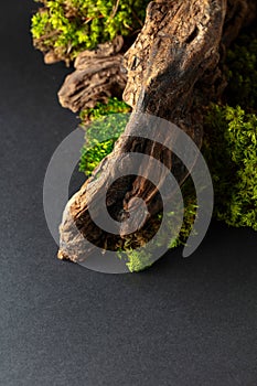 Abstract north nature scene with a composition of lichen, moss, and old snags
