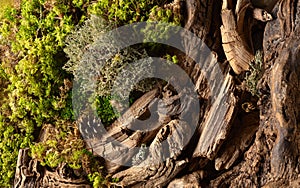 Abstract north nature scene with a composition of lichen, moss, and old snags