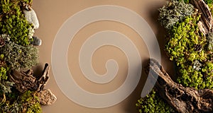 Abstract north nature scene with a composition of lichen, moss, and old snags on a beige background