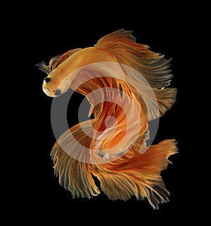 Abstract Number two fihting fish for desige concept. Orange siam