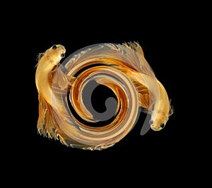 Abstract Number zero fihting fish for desige concept. Orange siamese fighting fish isolated on black background.