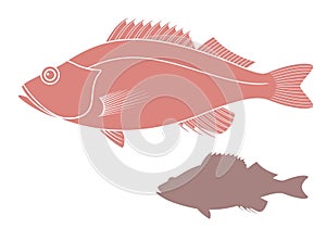 Abstract Ocean Perch