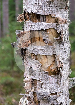 Abstract old dead birch tree trunk