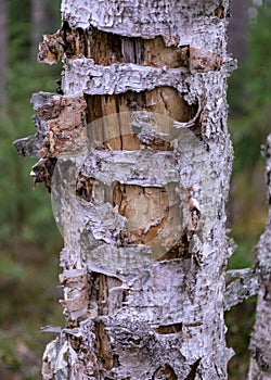 Abstract old dead birch tree trunk