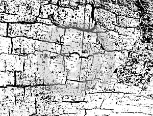 Abstract Old Tree Wood Cracks Textured On White Background
