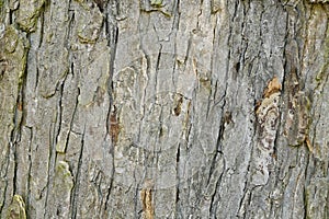 Abstract old wood tree bark texture