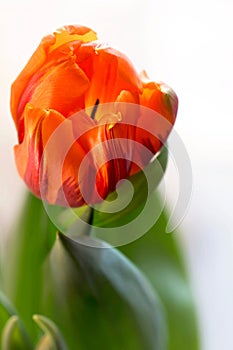 Abstract Orange Tulip