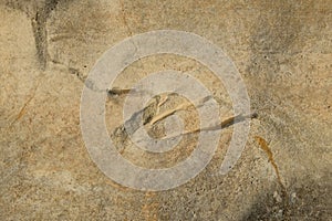 Abstract ornament on limestone surface