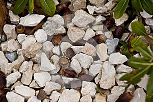 Abstract outdoor close up view of oak acorns mixed with gravels