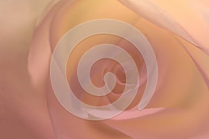 Abstract pale pink rose flower background
