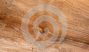 Abstract Palm Frond Wood Texture