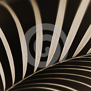 Abstract palm leaf closeup