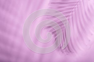 Abstract palm leaf and shadow reflection on pink background