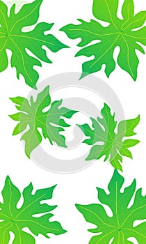 abstract papaya leaf hand drawn background.