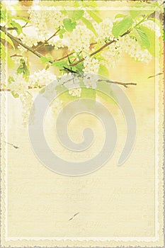 Abstract paper spring background with branch of bird cherry in bloom