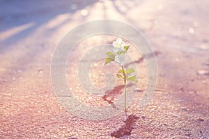 Abstract pastel color tone white flower growing on crack street