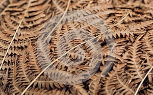 Abstract pattern of autemn dry leaves. Background of old fern bush leaf in forest