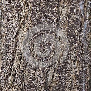 Abstract pattern of bark of older spruce tree