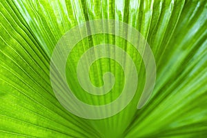 Abstract pattern at fresh leaf of palm tree textured background Closeup