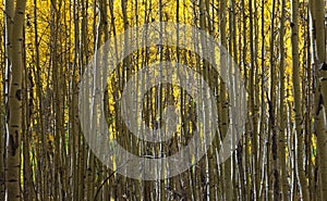 Abstract Pattern of Golden Aspen Forest