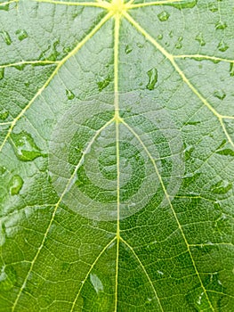 Abstract pattern, graceful lines on fresh green grape leaf with raindrops. Green life concept. Top view.