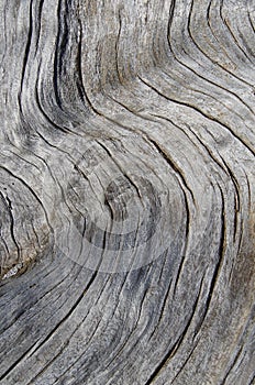 Abstract pattern of grey wood grain on a driftwood log for background